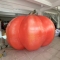 giant inflatable pumpkin, in...